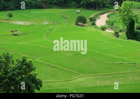 Luftaufnahme des malerischen pulsierende grüne Reisfelder in Nan Provinz Stockfoto