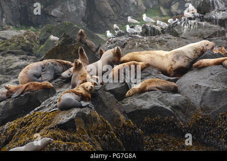 Eine Kolonie von Steller Seelöwen, einschließlich einem großen Männchen (Bullen), auf einem rookery während der Brutzeit, in den Aleuten und Beringmeer, Alaska. Stockfoto