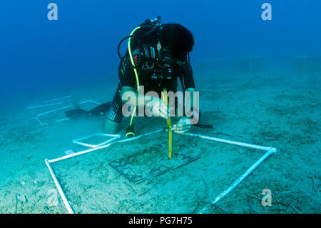 Meeresbiologen Experimentieren auf die Wiederherstellung des Ökosystems der Meere gras Posidonia oceanica, gegen den Klimawandel und andere anthropogene Auswirkungen. Stockfoto