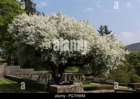 Parcevall Hall & Gardens, an Skyreholme in Bösingen, Yorkshire Dales, Großbritannien Stockfoto