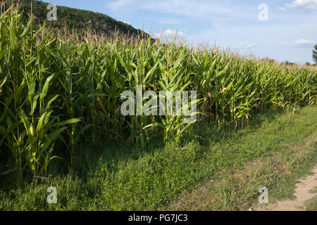 Mais wächst wth Bewässerung im Spätsommer während einer Dürre in Lexos, Teil der Gemeinde Varen, Tarn-et-Garonne, Royal, Frankreich, Europa Stockfoto