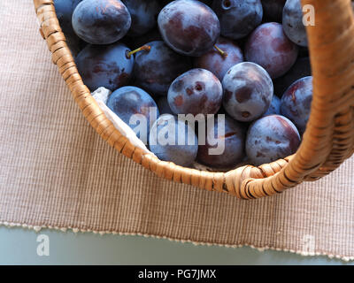 Frische organische geernteten Pflaumen in einem Korb, gesundes Essen oder Selbstversorgung Konzept Stockfoto
