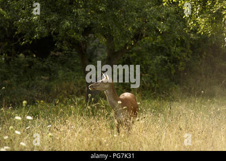 Rehe leben Freiheit im Nationalpark Abruzzen Stockfoto