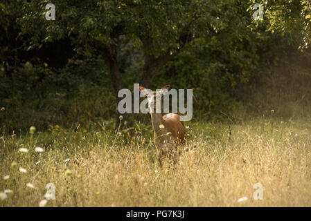 Rehe leben Freiheit im Nationalpark Abruzzen Stockfoto