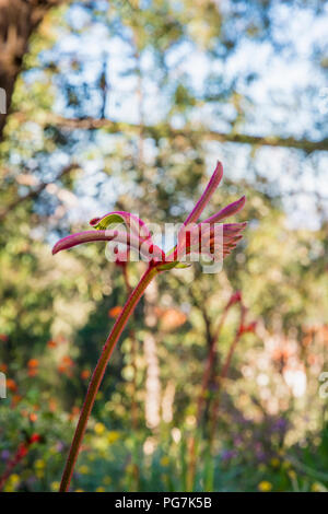 Fokus auf einem roten und rosa Kangaroo Paw in Kings Park, Perth, Western Australia, Australien Stockfoto