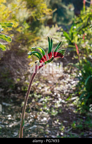 Beleuchtete selektiven Fokus auf eine rote und grüne Kangaroo Paw in Kings Park, Perth, Western Australia, Australien Stockfoto