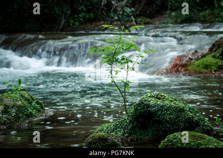 Kleine grüne Pflanze, die auf bemoosten Felsen auf dem Hintergrund der fließenden Fluss mit kleinen Kaskaden Stockfoto