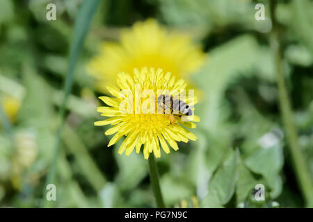 Nahaufnahme der einzelnen Biene auf Löwenzahn Blume Gelb Stockfoto