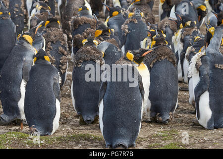 Gruppe der Königspinguine (Aptenodytes Patagonicus) Mauser auf Grünland am Volunteer Point auf den Falklandinseln. Stockfoto