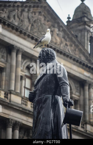 Eine Möwe auf dem Kopf einer Statue im Zentrum von Glasgow, Schottland gehockt Stockfoto