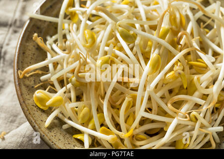 Raw Organic Soy Sojasprossen in eine Schüssel geben. Stockfoto