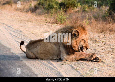 In der Nähe von Lion, das mit einer Dichtlippe, als er am späten Nachmittag Sonne genießen. Porträts von dem Tier, ist der König des Dschungels Stockfoto