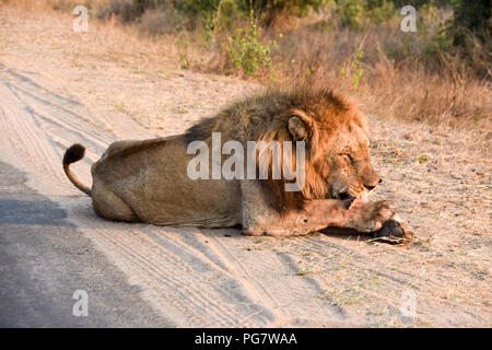 In der Nähe von Lion, das mit einer Dichtlippe, als er am späten Nachmittag Sonne genießen. Porträts von dem Tier, ist der König des Dschungels Stockfoto