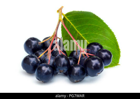 Frische Aronia Beeren mit Blatt auf weißem Hintergrund Stockfoto