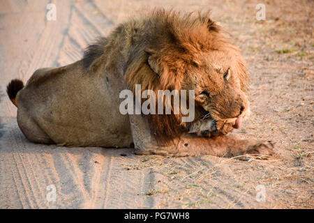 Lion Aalen in der wild am späten Nachmittag Sonne in Kruger National Park Stockfoto