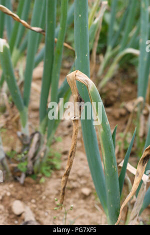 Zwiebel Feld lila Fleck Stockfoto