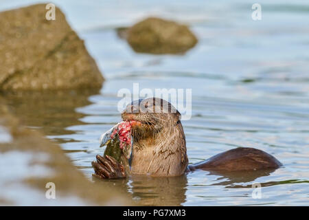 Glatte beschichtete Otter essen frisch gefangenen Fisch, Singapur Stockfoto