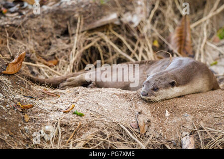 Erwachsene männliche glatt beschichtet Otter liegt außerhalb Eingang nach Natal holt unter Baum an der Küste, Singapur Stockfoto