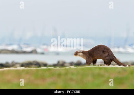 Erwachsene männliche Glatte beschichtete Otter Duft Markierung am Sandstrand mit Yachten im Hintergrund festgemacht, Singapur Stockfoto