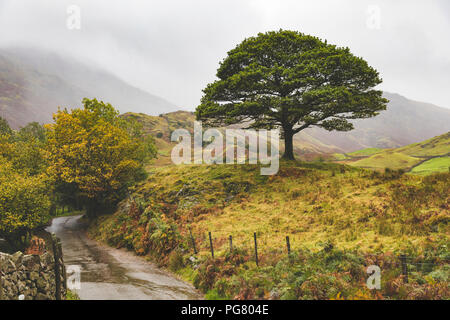 Vereinigtes Königreich, England, Cumbria, Lake District, einsamer Baum in der Landschaft Stockfoto