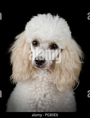 Portrait von weißer Pudel vor schwarzem Hintergrund Stockfoto