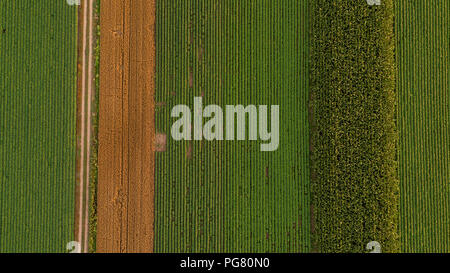 Serbien, Vojvodina, Luftaufnahme von Mais, Weizen und Sojabohnen Felder im Spätsommer am Nachmittag Stockfoto