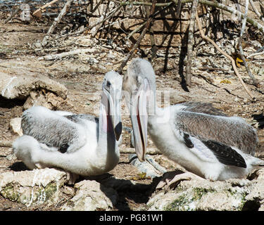 Brown pelican juvenile Vogel die Sonne genießen. Stockfoto