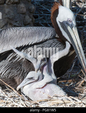 Brauner Pelikan Vogel mit ihren zwei Babys genießen der Sonne Stockfoto