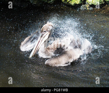 Brown pelican juvenile Vogel Wasser Stockfoto