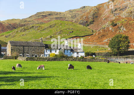 Vereinigtes Königreich, England, Cumbria, Lake District, grasende Kühe auf dem Land weiter zum Wrynose Pass Stockfoto