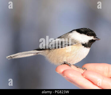 Chickadee Vogel auf einer menschlichen Hand und genießen die Umgebung während sein Körper, Gefieder, Auge aussetzen, Beck, Füße. Stockfoto