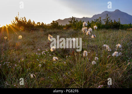 Deutschland, Bayern, Oberbayern, Chiemgau, in der Nähe von Grassau, Kendlmuehlfilzen, hill Moor, Naturschutzgebiet, Renaturierten Bereich, Baumwolle Gras morgens li Stockfoto