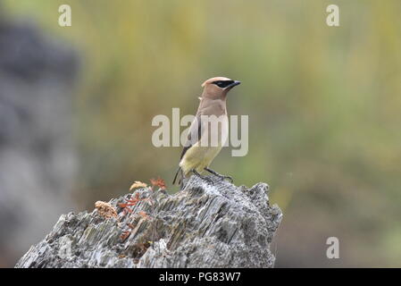 Das Cedar Waxwing. Das Cedar waxwing ist ein Mitglied der Familie Bombycillidae oder Waxwing Familie der Vögel aus. Es ist eine mittelgrosse, meist braun, Stockfoto