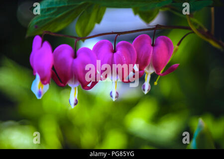 Herzen Bluten (Campanula pyramidalis Californica) - Close-up mit unscharfen Hintergrund Stockfoto