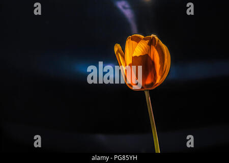 Einzelnen Stamm von yellow tulip beleuchtet von einem Strahl des Lichts in einer dunklen Umgebung Stockfoto