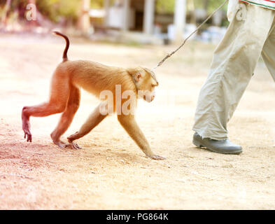 Foto eines lustigen Affen an der Leine im Dschungel Stockfoto