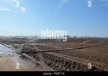 Beregnung, Bewässerung kürzlich angelegten Samen in einem Feld im Imperial Valley, Calfornia, United States. Stockfoto