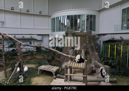 Panda Conservation Centre National Zoo, Malaysia Stockfoto