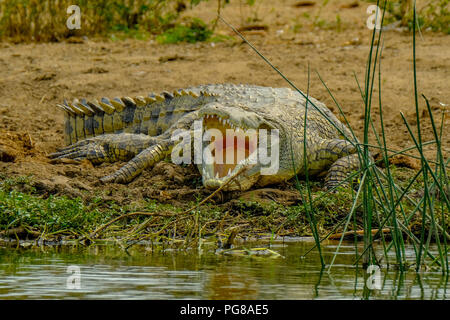 Nil Krokodil, Crocodylus niloticus, Kazinga Kanal, Uganda Stockfoto