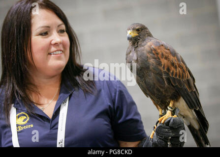 Vancouver, Kanada. 23 Aug, 2018. Ein Vertreter der Aussteller zeigt ein Harris Hawk auf dem Arm auf der 27. Internationalen ornithologischen Congress in Vancouver, Kanada, 23.08.2018, statt. Ornithologen aus der ganzen Welt nahmen an dem 8-tägigen internationalen Ornithologischen Kongresses ihre neuesten Forschung und Erhaltung Bemühungen zu teilen. Credit: Liang Sen/Xinhua/Alamy leben Nachrichten Stockfoto