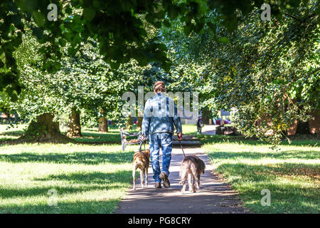 Northampton. Großbritannien 24. August 2018. Ein Mann seine tow Hunde nehmen für einen Morgenspaziergang in Abington Park, die Temperaturen waren in den einzelnen Abbildungen letzte Nacht und heute morgen viel kälter empfinden. Credit: Keith J Smith./Alamy leben Nachrichten Stockfoto