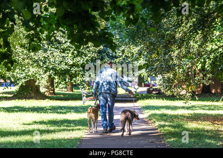 Northampton. Großbritannien 24. August 2018. Ein Mann seine tow Hunde nehmen für einen Morgenspaziergang in Abington Park, die Temperaturen waren in den einzelnen Abbildungen letzte Nacht und heute morgen viel kälter empfinden. Credit: Keith J Smith./Alamy leben Nachrichten Stockfoto