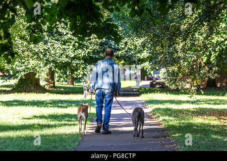 Northampton. Großbritannien 24. August 2018. Ein Mann seine tow Hunde nehmen für einen Morgenspaziergang in Abington Park, die Temperaturen waren in den einzelnen Abbildungen letzte Nacht und heute morgen viel kälter empfinden. Credit: Keith J Smith./Alamy leben Nachrichten Stockfoto