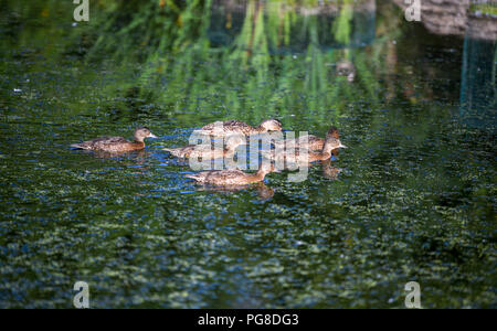 Brighton, UK. 24 Aug, 2018. Eine Familie von Enten genießen Sie ein Paddel in Brighton Queens Park, da das Wetter kühler und feuchter in den kommenden Wochenende Credit werden Prognose ist: Simon Dack/Alamy leben Nachrichten Stockfoto