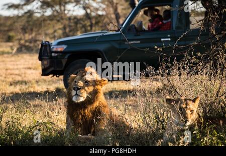 (180824) -- - MASAI MARA, Aug 24, 2018 (Xinhua) - Chinesische wildlife Naturschützer Zhou Qiang und eine lokale warden prüfen Löwen in der Ol Kinyei conservancy in Masai Mara, Kenia, 7. Juli 2018. Der Gründer und Vorsitzende von Mara Conservation Fund (MCF) Zhou Qiang, einem 45 Jahre alten Chinesischen, hat hervorragende Wildlife Conservation Projekte in die Masai Mara Ökosystem. Ol Kinyei ist unter den Naturschutzgebieten profitieren von seinen Aktivitäten. Um ihn herum, er hat drei Löwen Nachweis Boas verhindern, dass die Tierwelt in Konflikt mit den benachbarten Gemeinden gebaut. Er offiziell als Sohn angenommen. Stockfoto