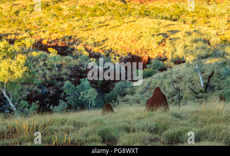 Termitenhügel steht im hohen Gras. Goldene Stunde. Im karijini Nationalpark, Western Australia Stockfoto