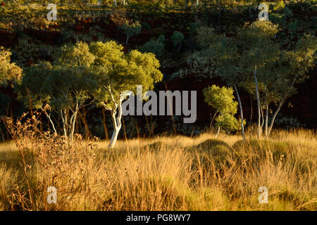 Gum Trees in goldenes Licht. Im karijini Nationalpark, Western Australia Stockfoto