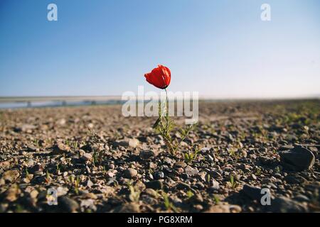 Einsam, aber hartnäckige Blume in das trockene Land wächst Stockfoto