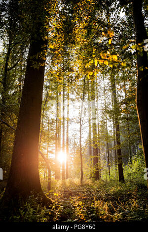 Sonne scheint durch die Bäume in einem Wald beleuchtet die Amtsleitungen und Waldboden mit einem warmen Licht in der Natur und ökologischen Hintergrund. Stockfoto