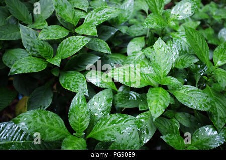 Wunderschöne Natur Hintergrund, cusia Strobilanthes (Nees) Kuntze Anlage oder Städte und Gemeinden Thai Namen genannt Tonne Hom. Stockfoto